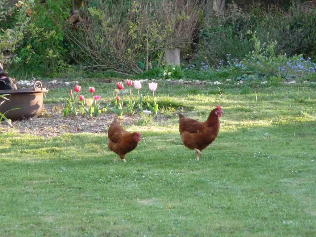 CHICKENS lo res site