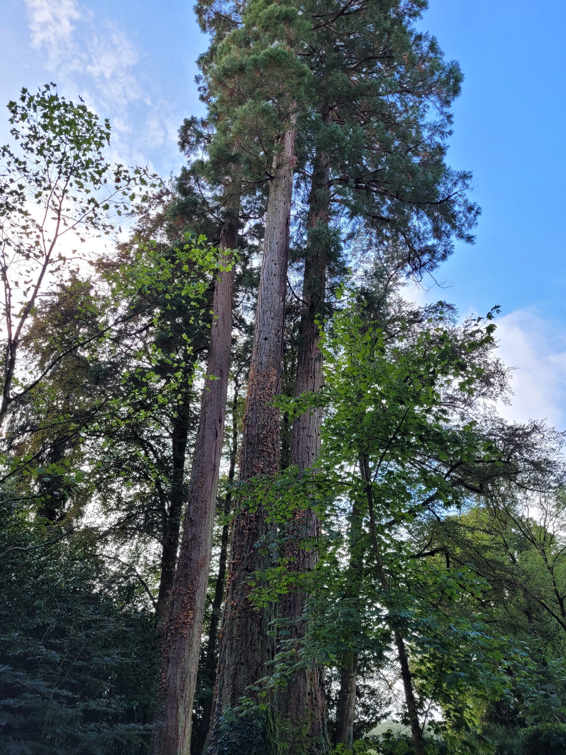 GARDEN SEQUOIAS