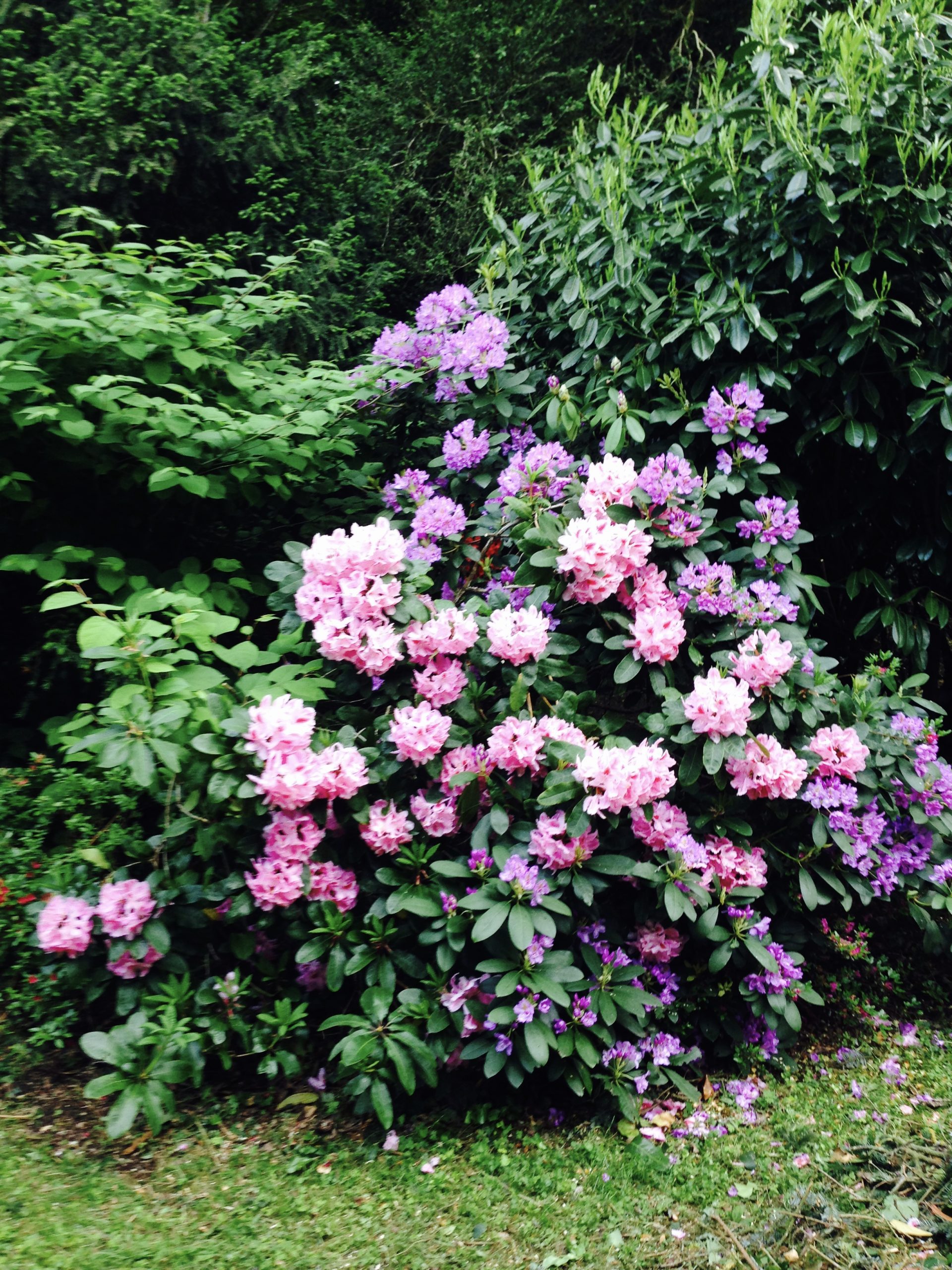 Rodadendrons